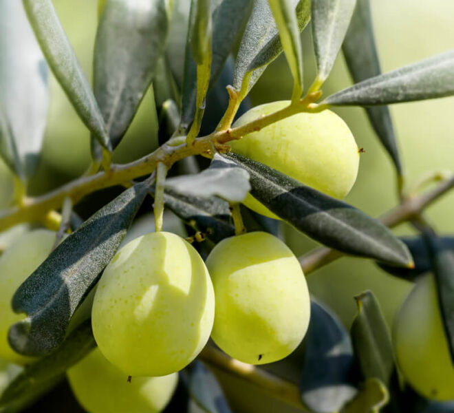 philema-olive-harvest-02