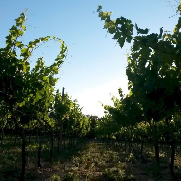wine-harvest-022