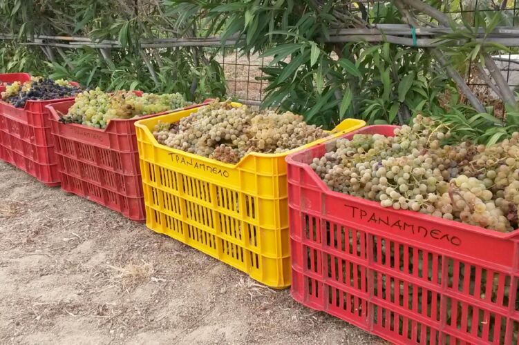 Wine Harvest Day